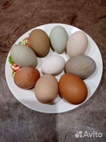 Ин�кубационное яйцо куриное