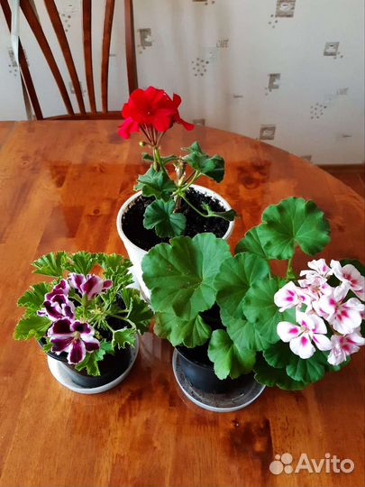 Пеларгония герань