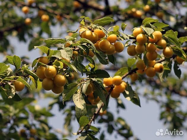 Алыча жёлтая
