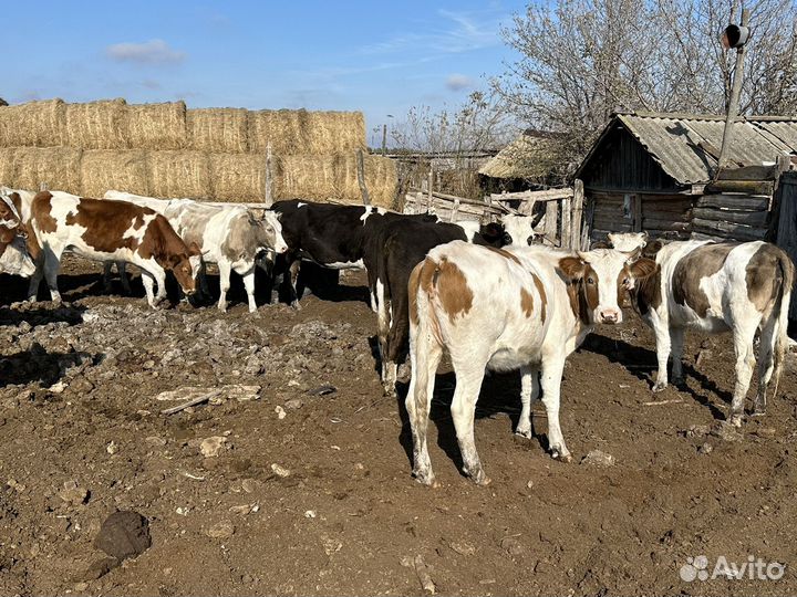 Телки и коровы