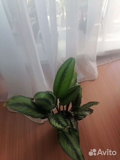 Калатея