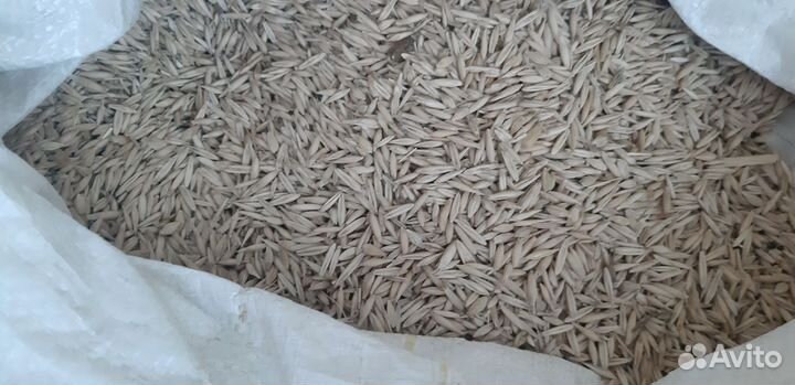 Зерно пшеница ячмень, овес в мешках