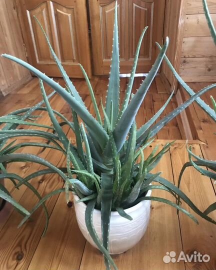 Лекарственное Алоэ