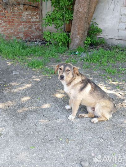 Пёсик ждёт своего хозяина