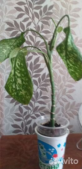 Диффенбахия