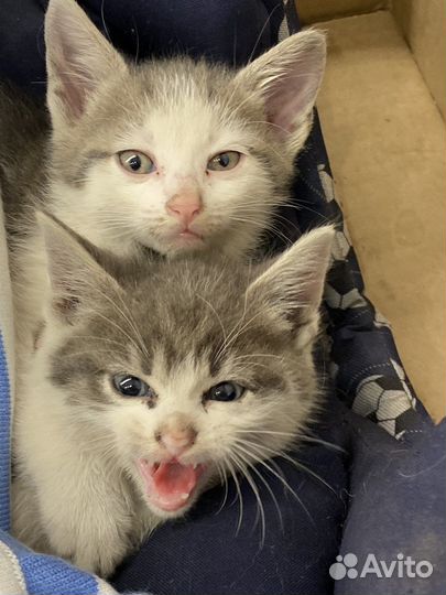 Котята