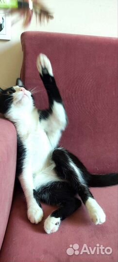 Весёлая котёнок из приюта. Доставка. Обработана