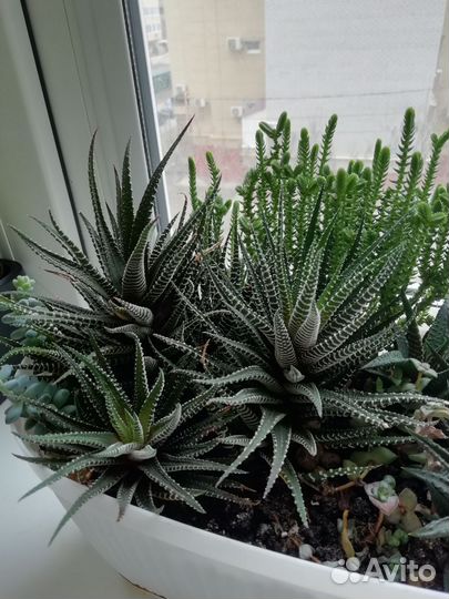 Суккуленты