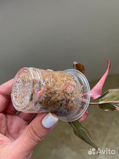 Филодендрон розовая принцесса