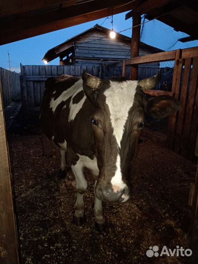 Корова с теленком можно раздельно