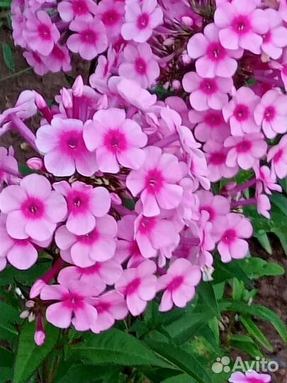 Лилии, флоксы, луковицы Нарциссов оптом