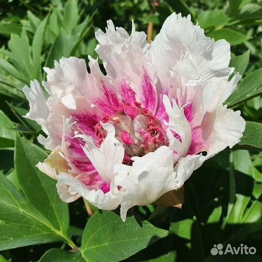 Пионы клубни Рози Проспект