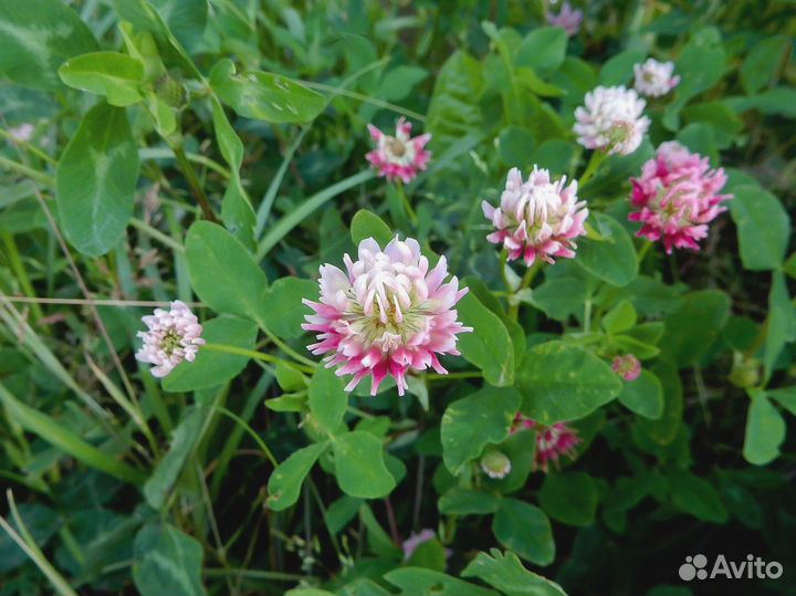 Клевер Розовый Гибридный, семена оптом
