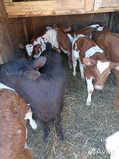 Бычки Породистые