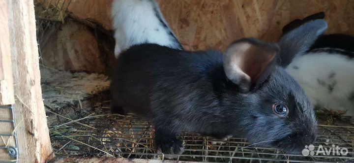 Кролики мясных пород