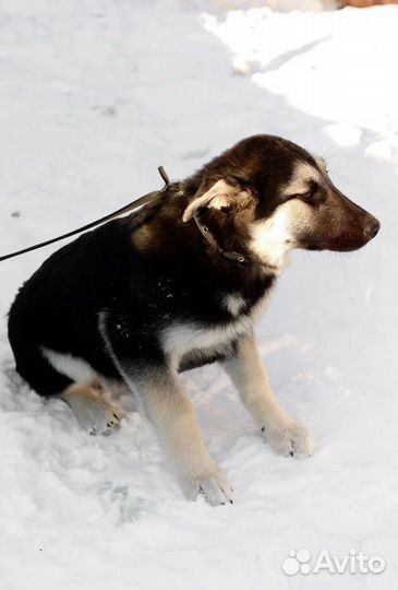 Щенок