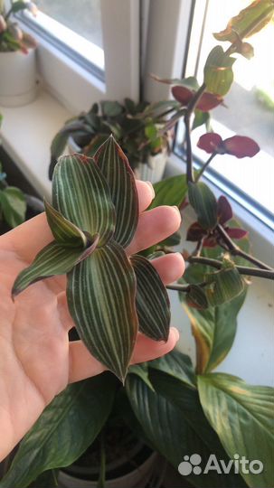 Комнатные растения