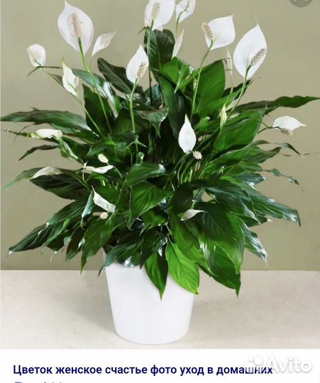 Земляника рассада Сингониум отдам,женское счастье