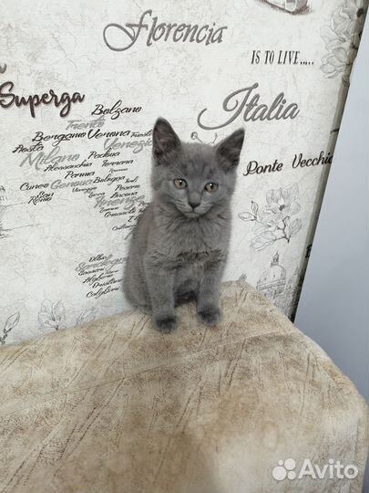 Котёнок, мальчик, бесплатно