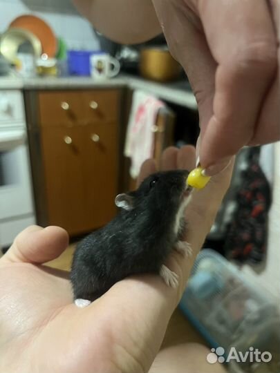 Джунгарский хомяк