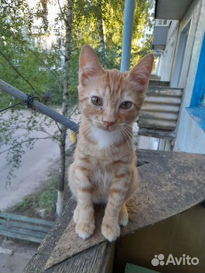 Котики-мальчики