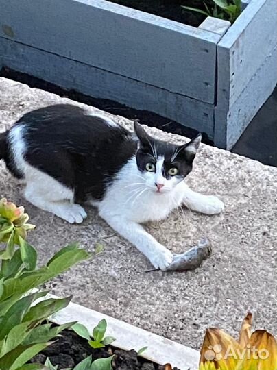 Кошки-мышеловки