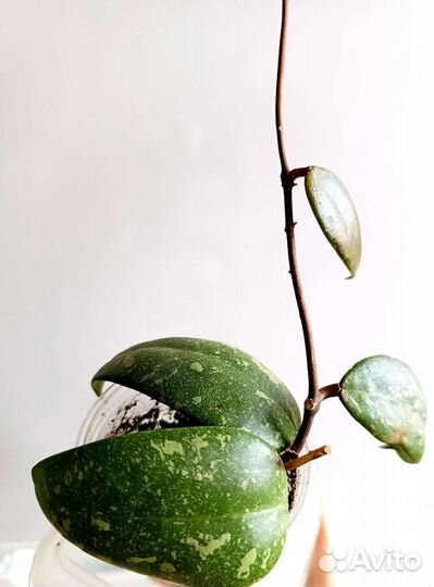 Хойи сортовые