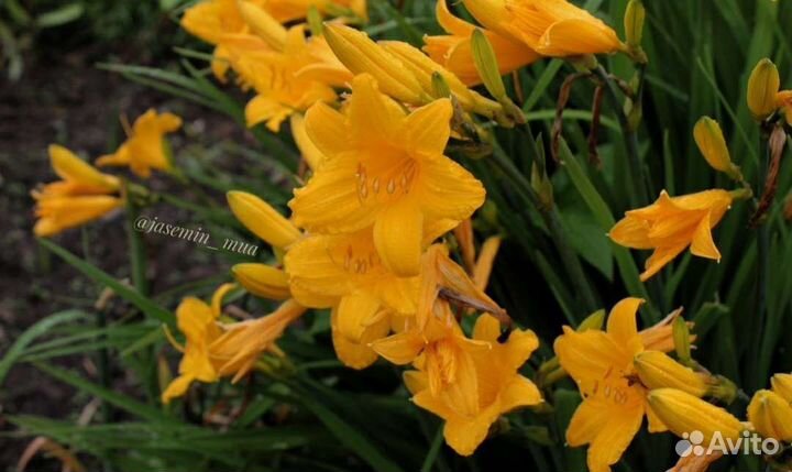 Лилейники сортовые