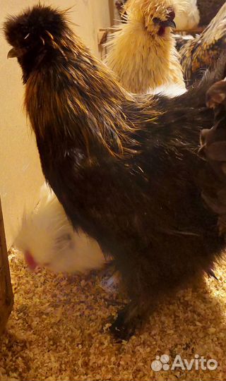 Молодые петухи, цыплята, инкубационное яйцо