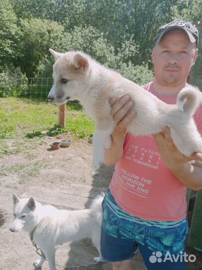 Щенки Западно Сибирской Лайки