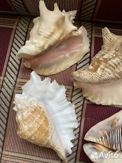 Раковины с Карибского моря