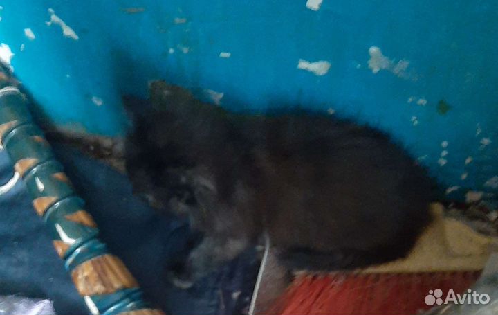 Кошки в добрые руки бесплатно