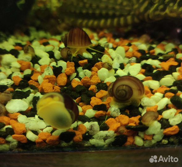 Улитки ампулярии