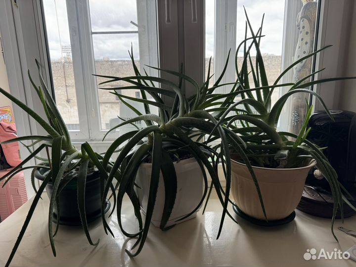 Алоэ