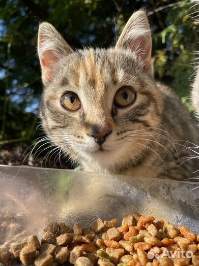 Котенок бесплатно в добрые руки