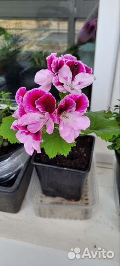 Королевская пеларгония