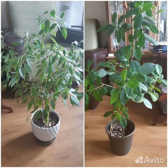 Продаются цветы