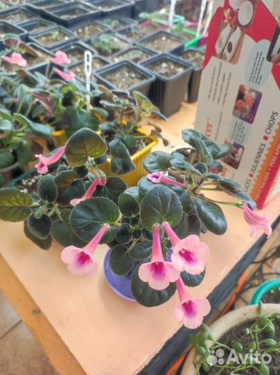 Минисиннингия