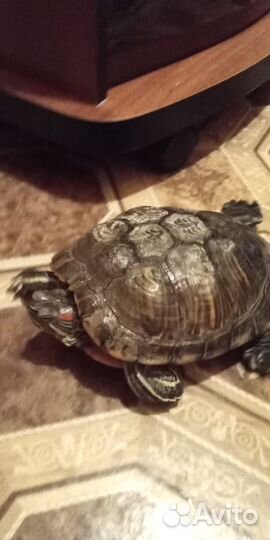 Черепаха