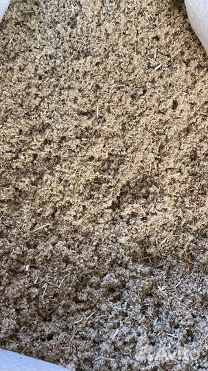 Эрва шерстистая (пол-пола)