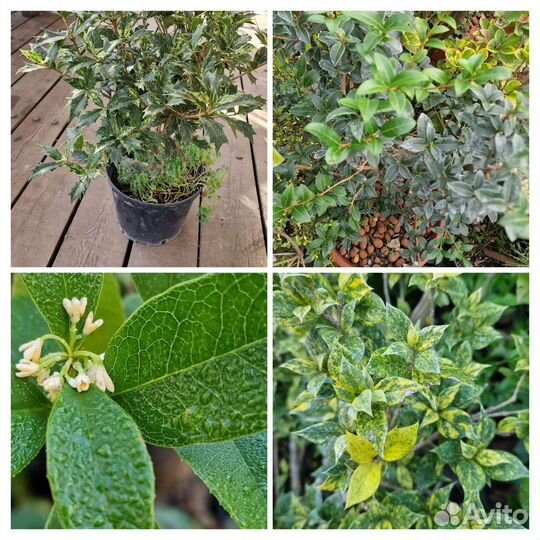 Османтус и Падуб вариег, зелен,блю ангел,мелколист