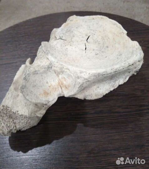 Кость мамонта