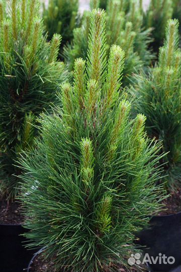 Сосна Грин Тауэр ‘Green Tower’