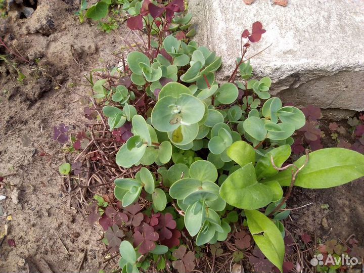 Мох разный,земляника без усая