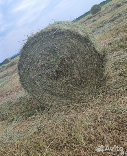 Сено в рулонах