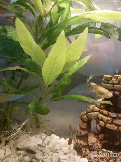 Аквариумные рыбки гуппи