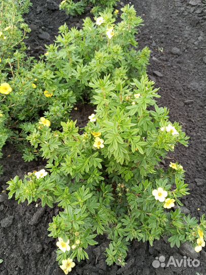 Лапчатка кустарниковая