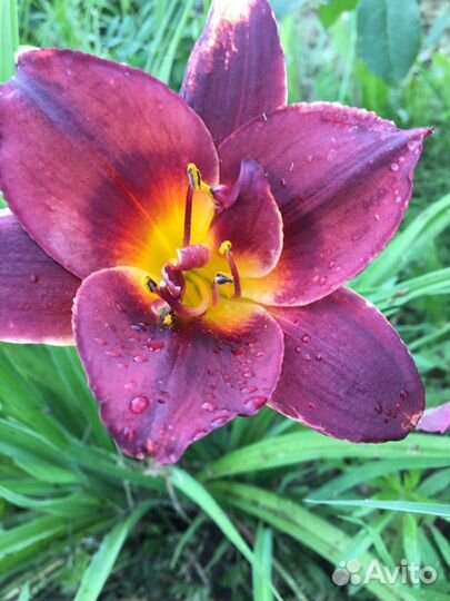 Многолетники. Лилейники