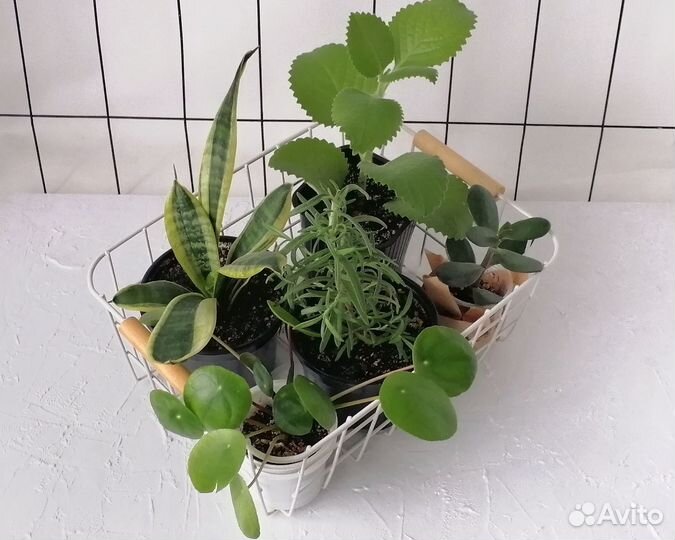 Комнатные растения (набором)