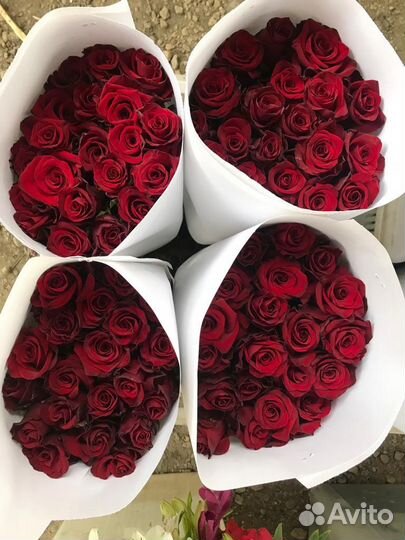 Саженцы пионовидных роз и одноголовых